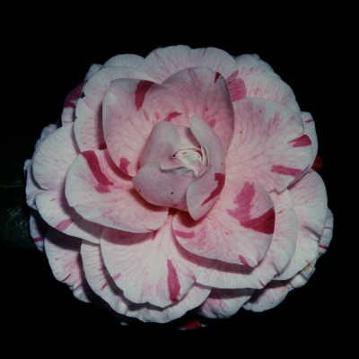 In the Pink Variegated